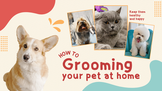 Natural Pet Grooming & Wellness Tips Every Pet Parent Should Know