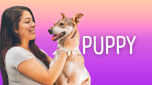 10 Must-Have Pet Accessories for a Happy, Healthy, and Stylish Pet